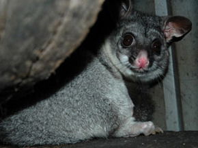Bunbury Wildlife Park - Accommodation Kalgoorlie 2