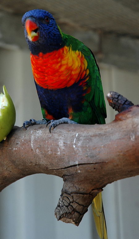 Bunbury Wildlife Park - Accommodation Kalgoorlie 3