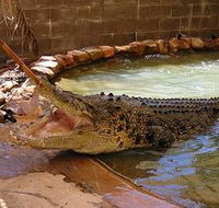 Wyndham Zoological Gardens and Crocodile Park - Accommodation Kalgoorlie