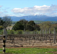 Buller View Wines - Accommodation Kalgoorlie