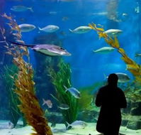 Melbourne Aquarium - Accommodation Kalgoorlie