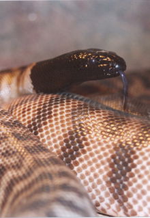 Armadale Reptile & Wildlife Centre - Accommodation Kalgoorlie 4