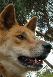 Armadale Reptile & Wildlife Centre - Accommodation Kalgoorlie 5