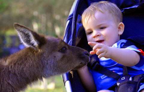 Australian Reptile Park - Accommodation Kalgoorlie 6
