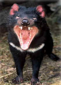 Zoo Doo Wildlife Park - Accommodation Kalgoorlie 4