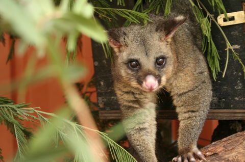 Potoroo Palace - Accommodation Kalgoorlie 3