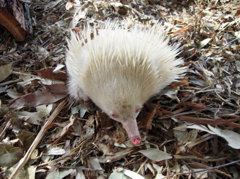 Potoroo Palace - Accommodation Kalgoorlie 4