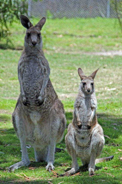 Potoroo Palace - Accommodation Kalgoorlie 5