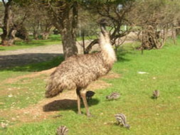 Book Clayton Bay SA Attractions Accommodation Kalgoorlie Accommodation Kalgoorlie