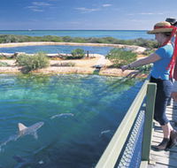 Shark Bay Marine Park - Accommodation Kalgoorlie