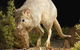 Kanyana Wildlife - thumb 0