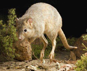 Kanyana Wildlife - Accommodation Kalgoorlie 0