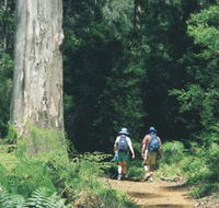 Gloucester Tree