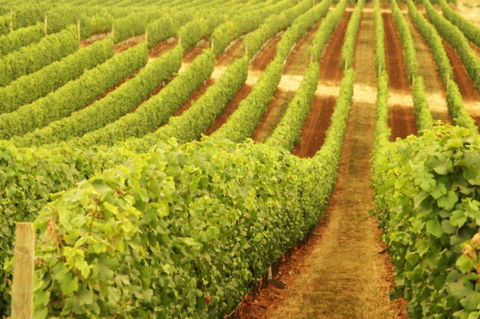 Darlington Estate Winery And Restaurant - Accommodation Kalgoorlie 0