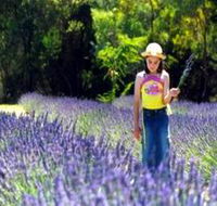 Brayfield Park Lavender Farm - Accommodation Kalgoorlie