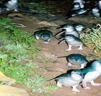 Penneshaw Penguin Centre - Accommodation Kalgoorlie