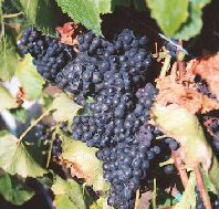 Darlington Vineyard - Accommodation Kalgoorlie