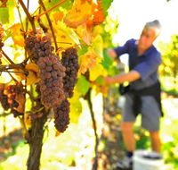 Native Point Wines