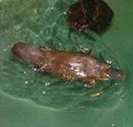 Platypus House