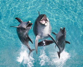 Sea World - Accommodation Kalgoorlie 0