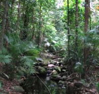 Mossman Gorge Rainforest Circuit Track Daintree National Park - Accommodation Kalgoorlie