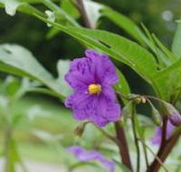 Alpha Native Flower Garden - Accommodation Kalgoorlie