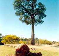 Robbers Tree - Accommodation Kalgoorlie