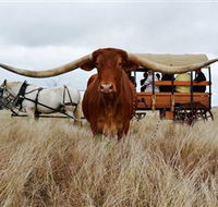 Texas Longhorn Wagon Tours and Safaris - Accommodation Kalgoorlie