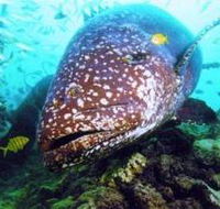 Lady Musgrave Island Dive Sites - Accommodation Kalgoorlie