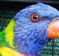 Fraser Coast Wildlife Sanctuary - Accommodation Kalgoorlie