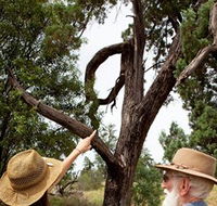 Charleville - Outback Native Timber Walk - Accommodation Kalgoorlie