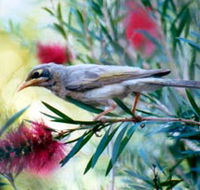 Windorah Nature Drive - Accommodation Kalgoorlie