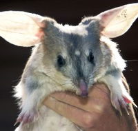 Charleville - Bilby Experience - Accommodation Kalgoorlie