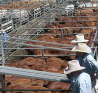 Dalrymple Sales Yards - Cattle Sales - Accommodation Kalgoorlie