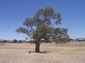 Historic Coolabah Tree - Accommodation Kalgoorlie 0
