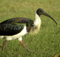 Toowoomba Bicentennial Waterbird Habitat - Accommodation Kalgoorlie