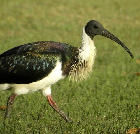 Toowoomba Bicentennial Waterbird Habitat - Accommodation Kalgoorlie 0