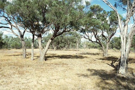 Forest Den National Park - Accommodation Kalgoorlie 0
