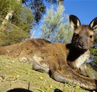 Ballarat Wildlife Park - Accommodation Kalgoorlie