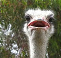 The Vault - Hastings Ostrich Farms  Crown Exotic Leather - Accommodation Kalgoorlie