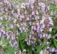 Otway Herbs - Accommodation Kalgoorlie