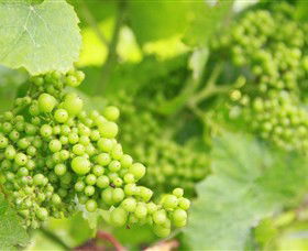 Waratah Hills Vineyard - Accommodation Kalgoorlie 0