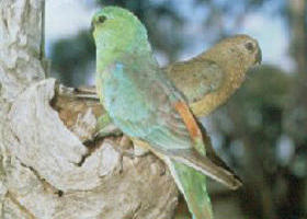 Lake Albacutya Regional Park - Accommodation Kalgoorlie 0