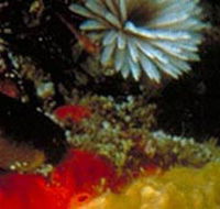 Point Cooke Marine Sanctuary - Accommodation Kalgoorlie