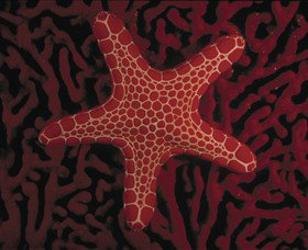 Port Phillip Heads Marine National Park - Accommodation Kalgoorlie 0