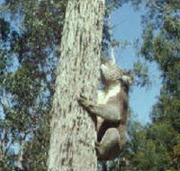 Creswick Regional Park - Accommodation Kalgoorlie