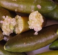Sandy Creek Olives and Finger Limes - Accommodation Kalgoorlie