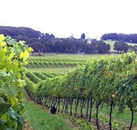 Banjo's Run Winery and Vineyard