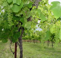 Holland Wines - Accommodation Kalgoorlie