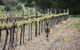 Bundaleer Wines - thumb 1